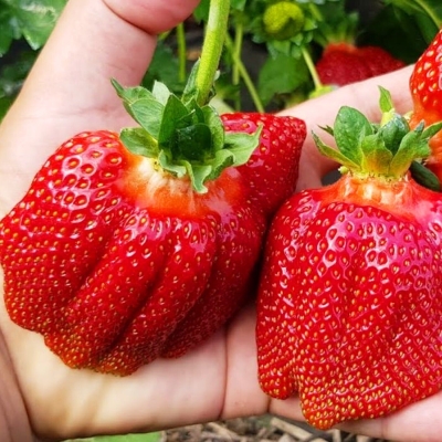 Земляника Богота